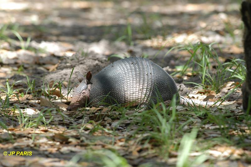 Nine Banded Armadillo